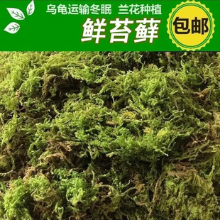 干苔藓多肉鲜活花盆铺面草蝴蝶兰兰花铺面乌龟冬眠垫材保湿全套
