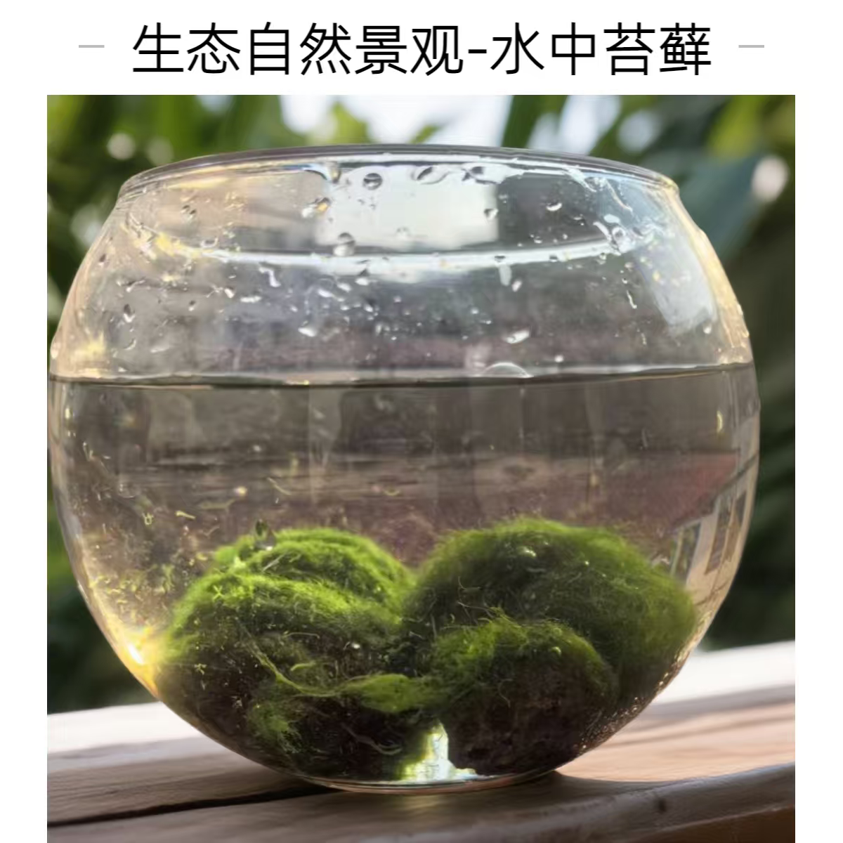 散装莫斯水草植物鱼缸鱼草新手好养沉木根鱼缸造景耐低温水中苔藓