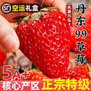 现摘丹东99草莓新鲜水果九九红颜奶油草莓红颜久久奶油辽宁东港