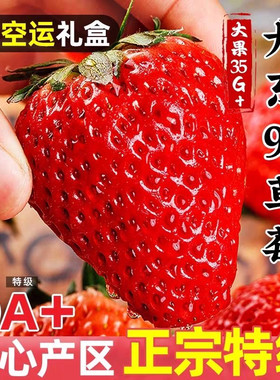 现摘丹东99草莓新鲜水果九九红颜奶油草莓红颜久久奶油辽宁东港