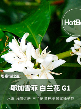 【温床咖啡】埃塞 耶加雪菲 白兰花G1水洗 三个精选豆种 柑橘花香