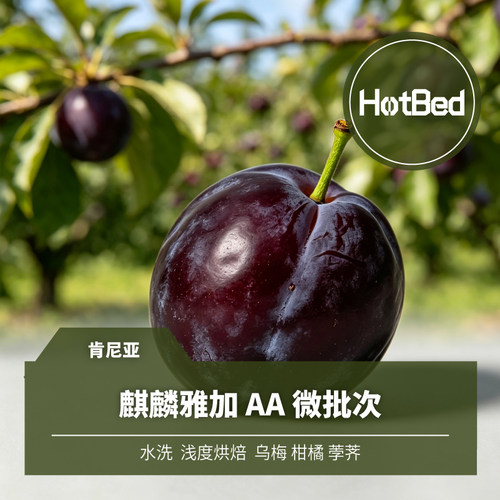 【温床咖啡】肯尼亚 麒麟雅加AA微批次 水洗