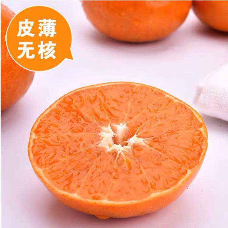 高山老树超甜浙江临海涌泉蜜桔新鲜橘子水果应季水果现摘