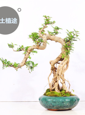 2023老桩清香胡椒木盆景室内办公室桌面盆栽好养开花驱蚊虫植物