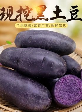 新鲜黑土豆紫色大土豆黑金刚黑美人马铃薯乌洋芋紫皮土豆紫心