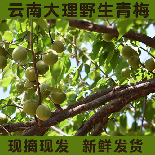 云南大理高山新鲜野生青梅包邮