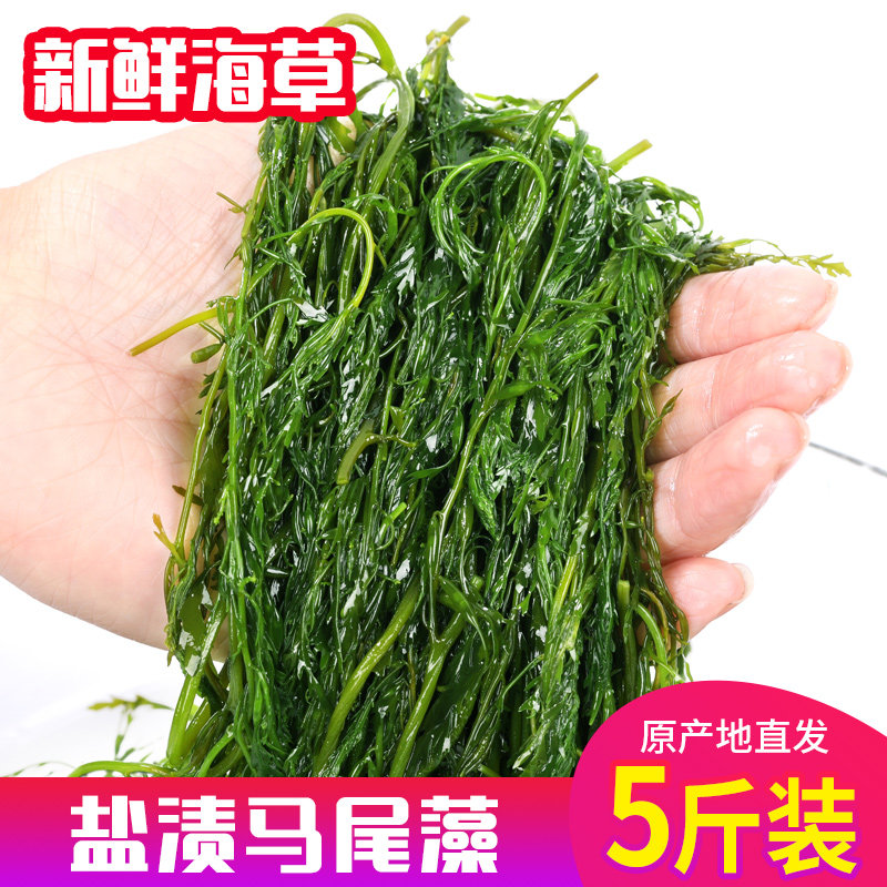 荣成马尾藻长寿菜新鲜海草鞭炮笋海带丝嫩苗海藻菜火锅凉拌5斤装