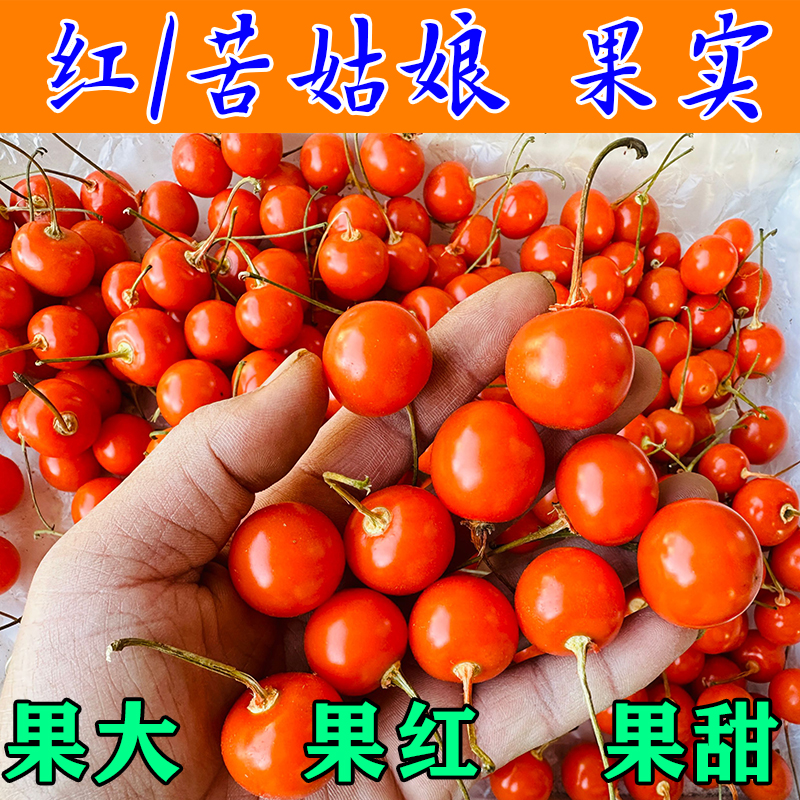 野生红姑娘果新鲜纯果实鲜果粒东北苦姑娘果酸甜酵素原料食用