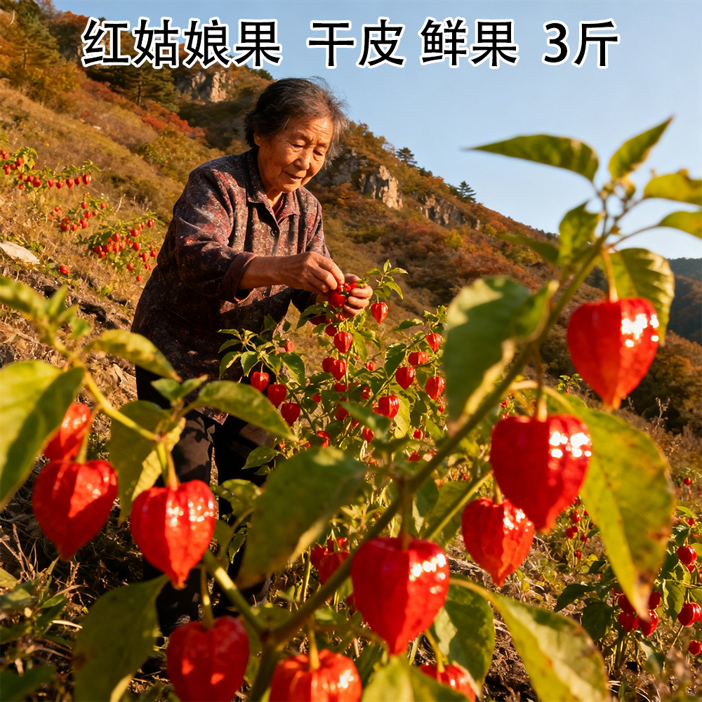 东北2025新鲜野生红姑娘果苦姑娘果山姑娘苦菇娘新鲜鲜果干皮泡水