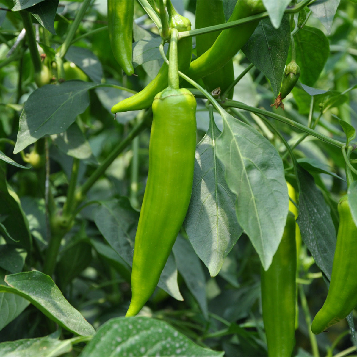 密之蓝天 青尖椒 辣椒 青椒 生态种植新鲜蔬菜炒肉凉拌现摘350g|msdalam kategori daging perikanan/Buah-buahan segar dan sayur-sayuran/dimasak, sayur-sayuran segar/Vegetable Products, sayur-sayuran segar, lain - dari Buy2taobao.com untuk memberikan perkhidmatan ejen Taobao profesional membeli