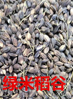 绿米稻谷 绿皮米 绿糯 糯米 水稻特色水稻稻谷 营养好500克