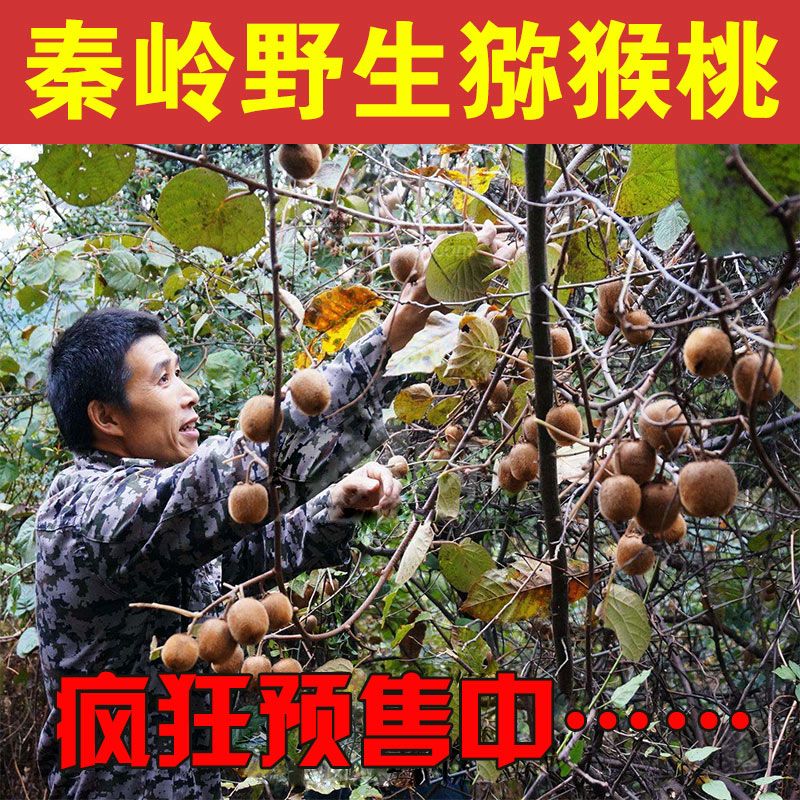 秦岭野生猕猴桃新鲜水果非红心奇奇异果/猕猴桃