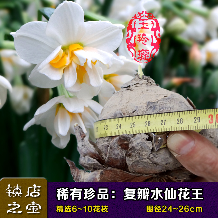 漳州水仙花种球清香型多花品种