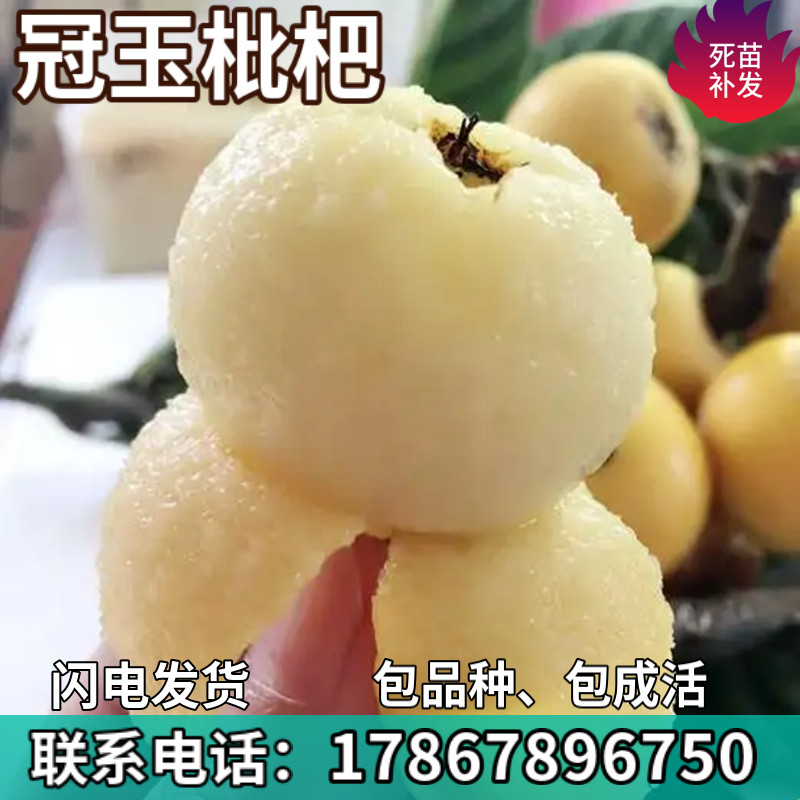 冠玉枇杷树苗特大果嫁接盆栽果树庭院地栽树苗南北方种植当年结果