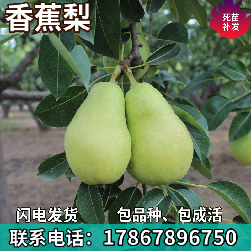 香蕉梨果树苗南北方地栽庭院阳台盆栽种植特大果嫁接树苗当年结果