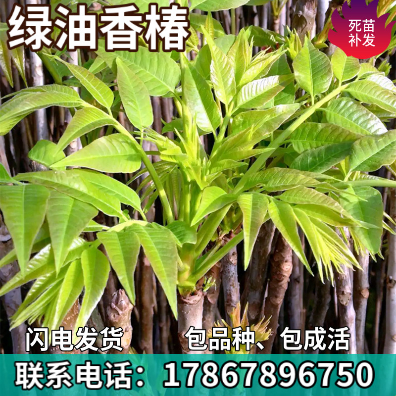 绿油香椿树苗南北方盆栽地栽种植可食用香椿苗四季椿芽菜香椿树苗