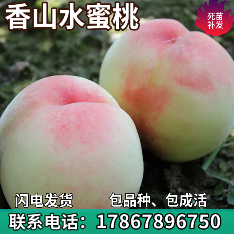 香山水蜜桃果树苗南北方地栽庭院阳台盆栽种植特大果嫁接当年结果