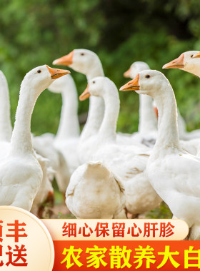 农家散养顺丰配送铁锅炖大鹅