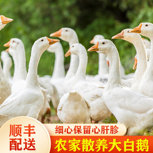 农家散养顺丰配送铁锅炖大鹅