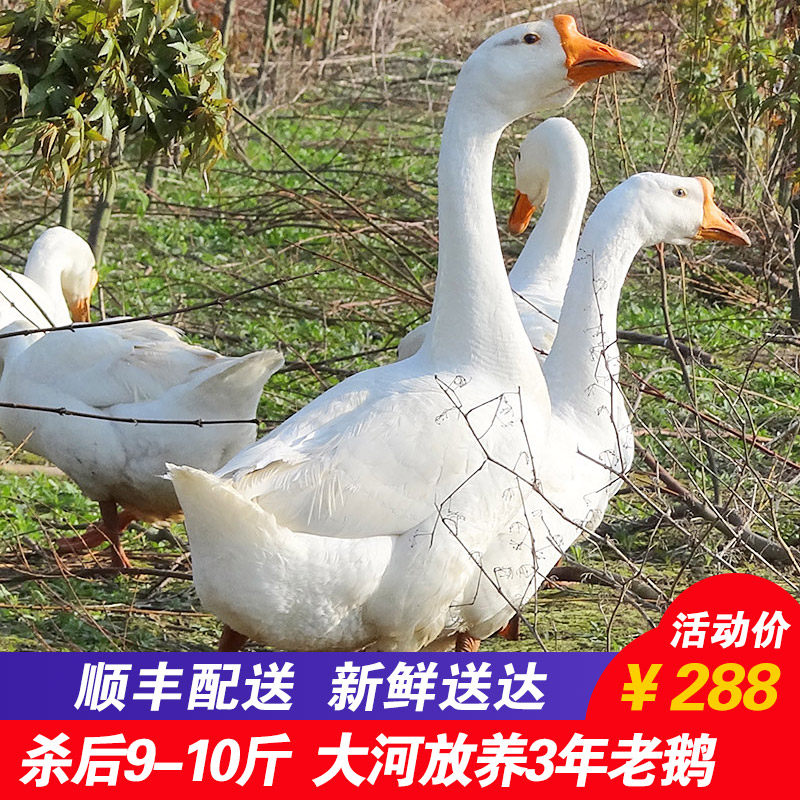 3年老鹅 农家散养杀后9-10斤 新鲜现杀农家土鹅肉老鹅肉顺丰包邮|ruв категории водной мясо/свежие фрукты и овощи/еда, сырое мясо/мясо, гусь - от Buy2taobao.com для оказания профессиональной услуги покупки агента Taobao