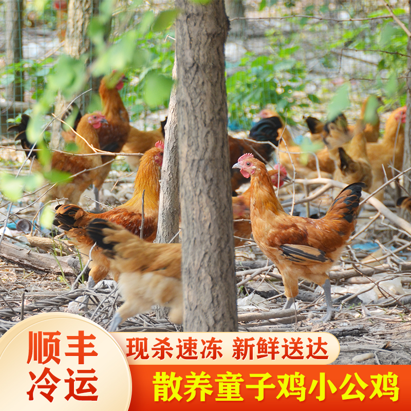 正宗未打鸣童子鸡农家散养土鸡