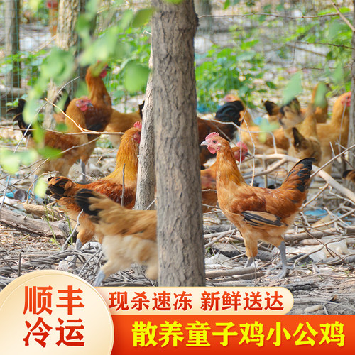 正宗未打鸣童子鸡农家散养土鸡