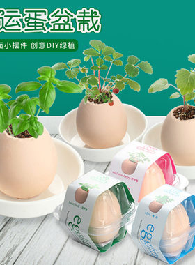 幸运蛋绿植盆栽新奇绿色礼品赠品小草幸运蛋仿真鸡蛋壳小盆栽批发