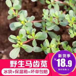 新鲜马齿苋菜现摘马齿菜马蜂菜当季蔬菜食用野菜现挖五行草1-4斤