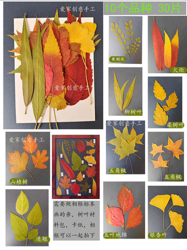 儿童手工制作diy真树叶粘贴画幼儿园教学干花滴胶植物标本材料包
