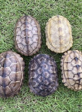 完整乌龟壳天然草龟壳无瑕疵无异味不掉鳞片涂鸦绘画教具镇宅招财