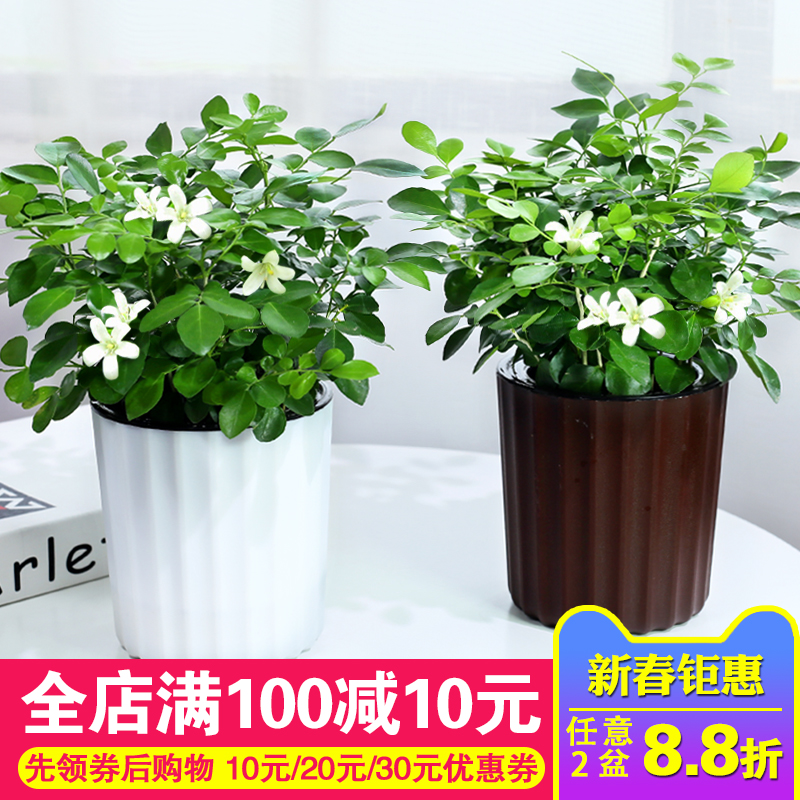 九里香绿植小盆栽 办公室内净化空气懒人花卉盆栽桌面观叶植物