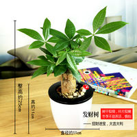 Money tree, gardenia, pothos, asparagus fern, aloe vera, small potted flowers, office green plants, fresh flowers, hydroponic plants thumbnail 8