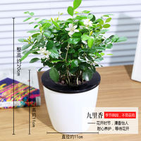 Money tree, gardenia, pothos, asparagus fern, aloe vera, small potted flowers, office green plants, fresh flowers, hydroponic plants thumbnail 3