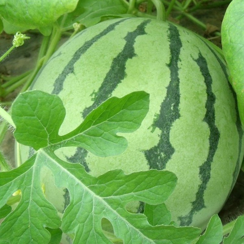 中科茂华水果蔬菜种子公司早佳花蜜8424西瓜種子麒麟西瓜种子