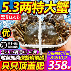 现货5.3大闸蟹鲜活螃蟹阳澄老马家10只超特大全母蟹湖鲜官方旗舰