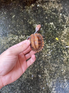 锯缘龟头苗刺山龟宠物龟活体合法养殖