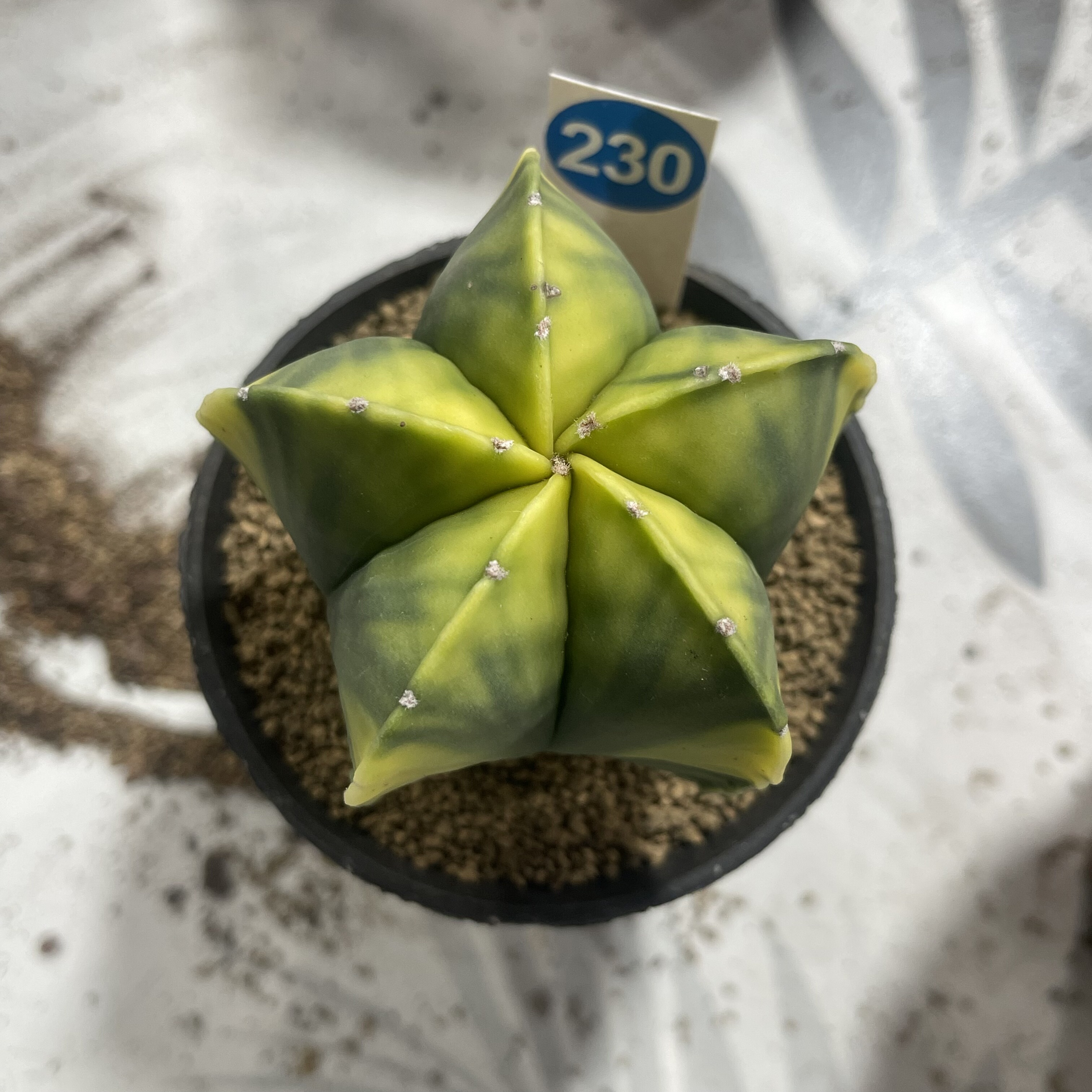 230实生黄体鸾凤玉带盆带土