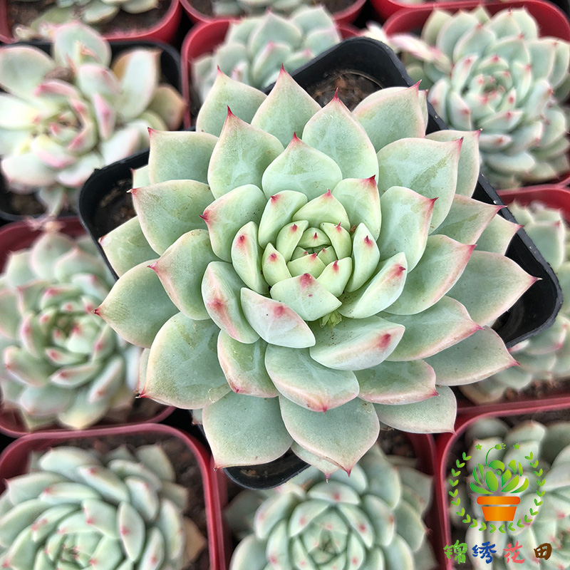 tp tippy蒂比多肉植物组合盆栽防辐射肉肉植物办公桌面绿植花卉