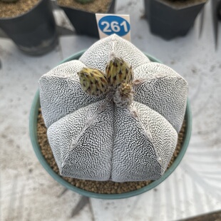 261实生矮脚恩冢鸾凤玉