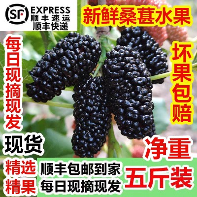 现摘新鲜水果桑葚时令果孕妇水果桑葚果泡酒酵素5斤净果顺丰空运