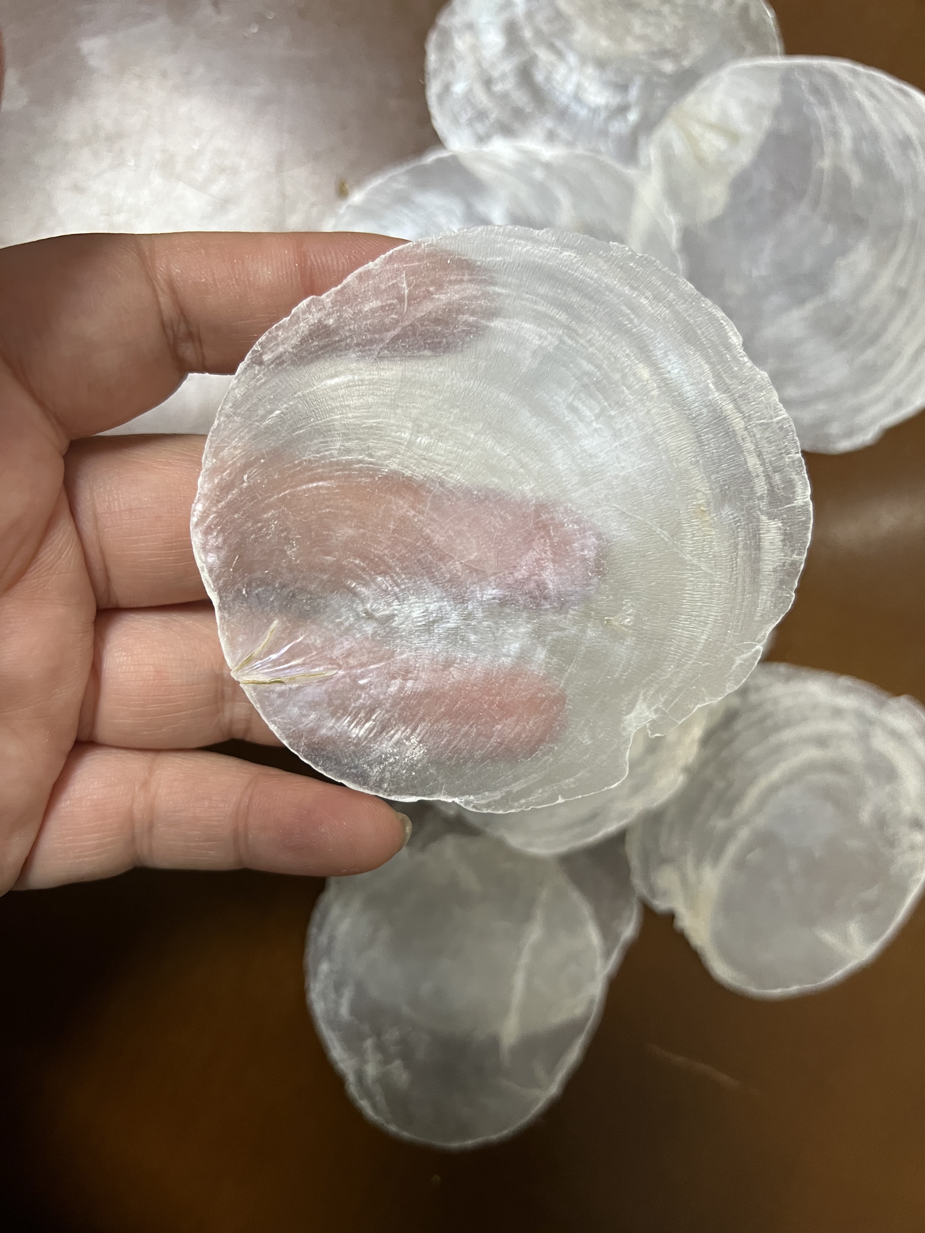 天然贝壳云母贝5-9CM左右海海螺/贝壳/珊瑚