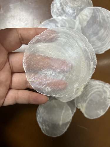天然贝壳云母贝5-9CM左右海月贝透明贝壳家居装饰签名婚礼捧花