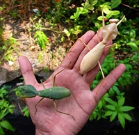 Ketshun 2L 1см около 1 см.