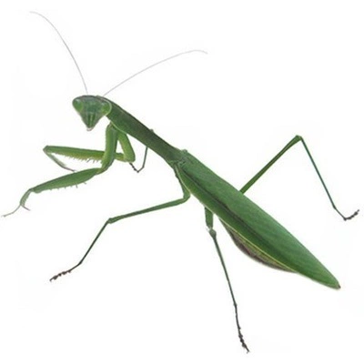 Бесплатная доставка место китайское большое нож молитва, живые личинки, домашние животные домашние животные животные живые богодовые