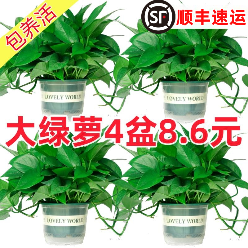 绿萝盆栽室内植物新房家用吸除甲醛净化空气水培绿植花卉长藤绿萝 鲜花速递/花卉仿真/绿植园艺 绿植 原图主图