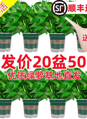绿萝盆栽室内新房植物净化空气
