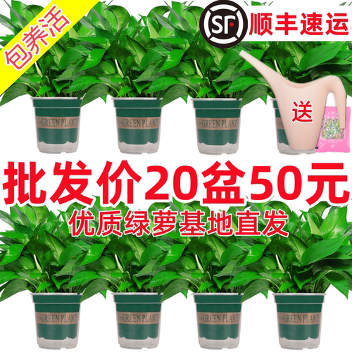 绿萝盆栽室内新房植物净化空气
