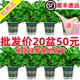 绿萝盆栽室内客厅新房装 修净化空气植物花卉水培绿植长藤垂吊绿箩
