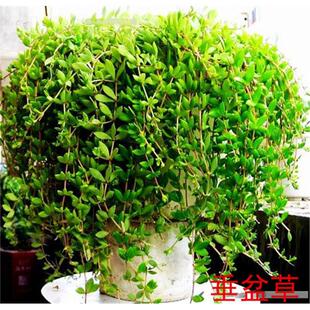 四季常青 盆栽绿植 生长速度快 垂盆草吊兰  见土就活耐干旱植物