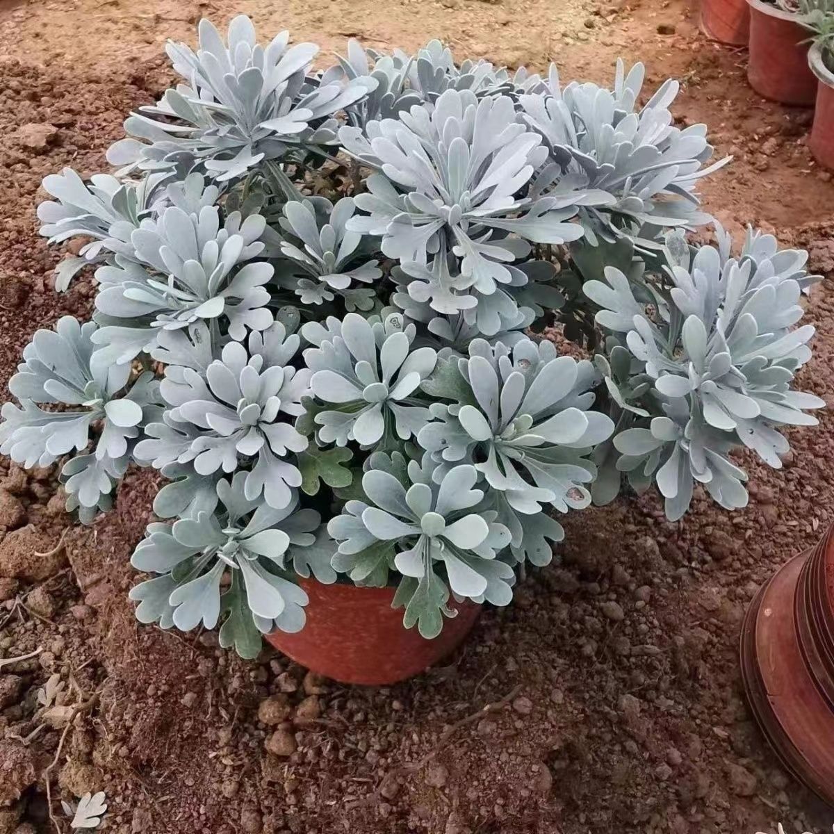 芙蓉菊盆栽耐寒雪艾白艾玉芙蓉花苗阳台庭院四季常青特色绿植花卉